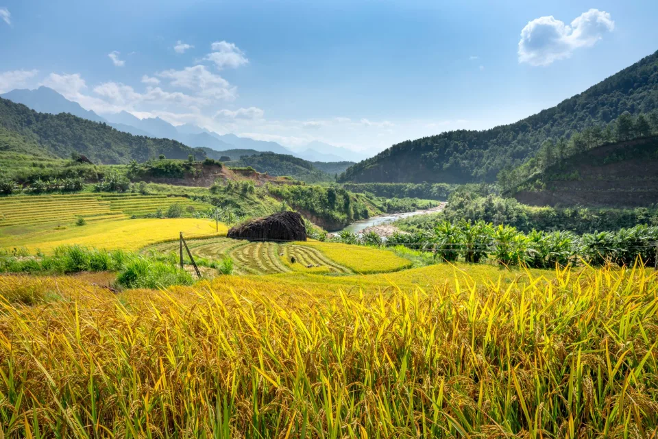 Ruộng lúa chín