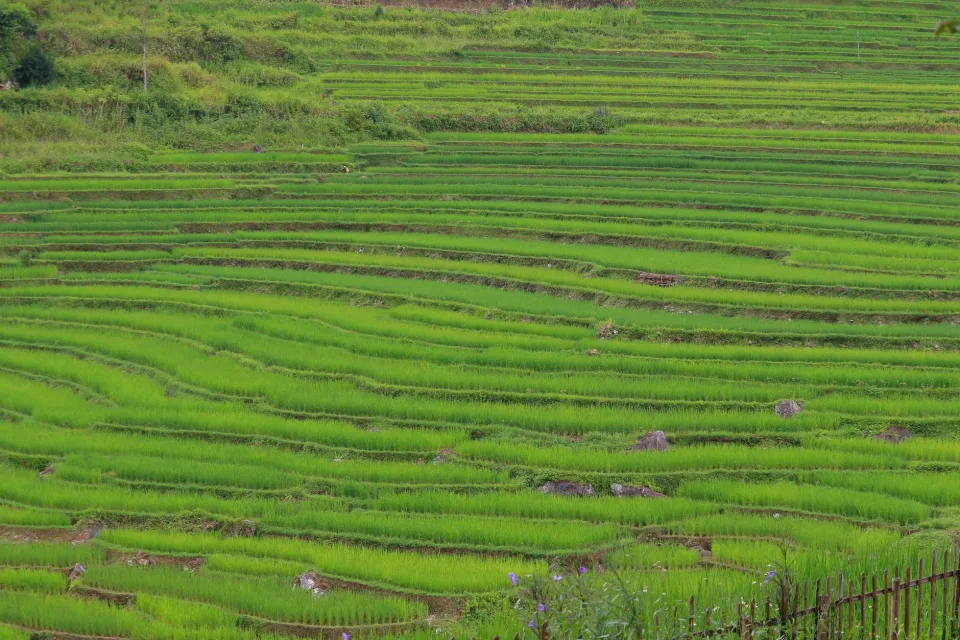 Kho gạo của Hồ Văn Thịnh